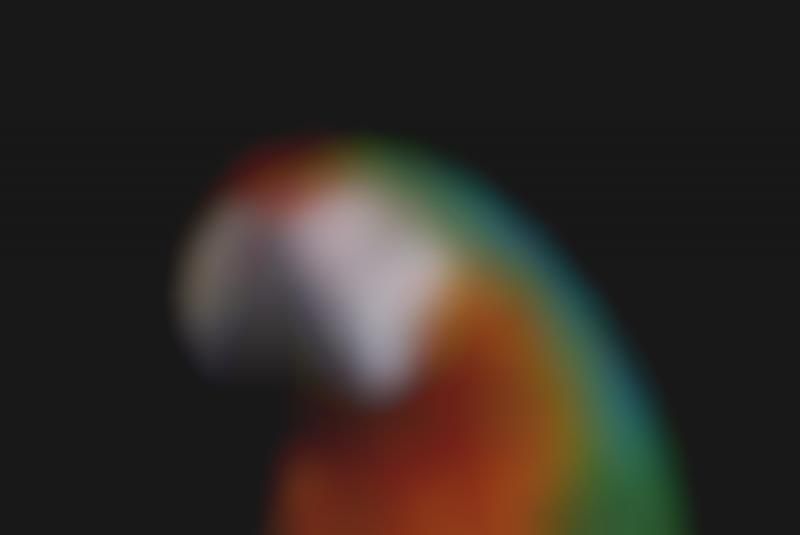 Colorful Parrot Portraiture