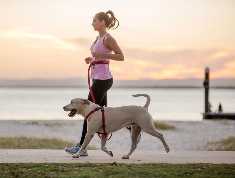 Stress Reduction Canine Leashes