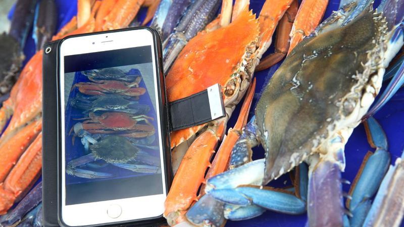 Fair-Trade Fishing Apps