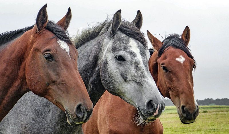 Manure-Powered Horse Shows