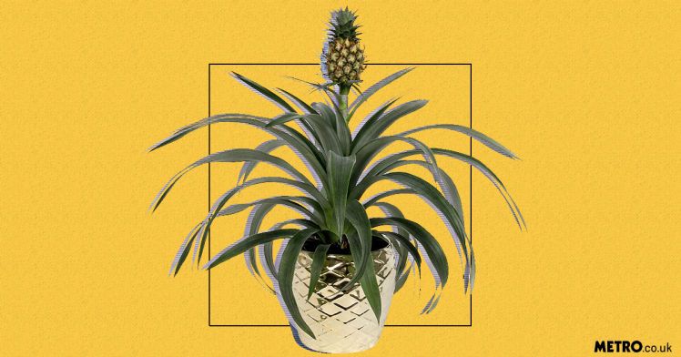 Affordable Home Pineapple Plants