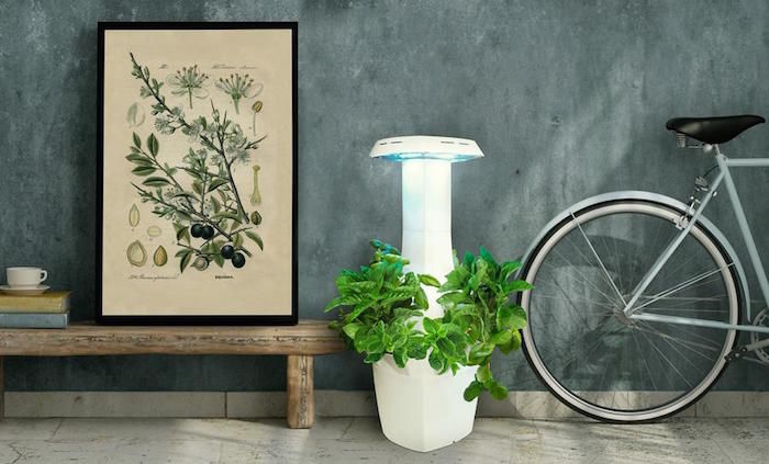Countertop Organic Gardens