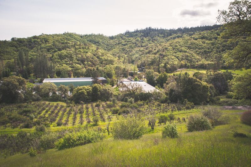 Cannabis-Transformed Wineries