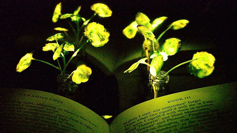 Man-Made Luminescent Plants