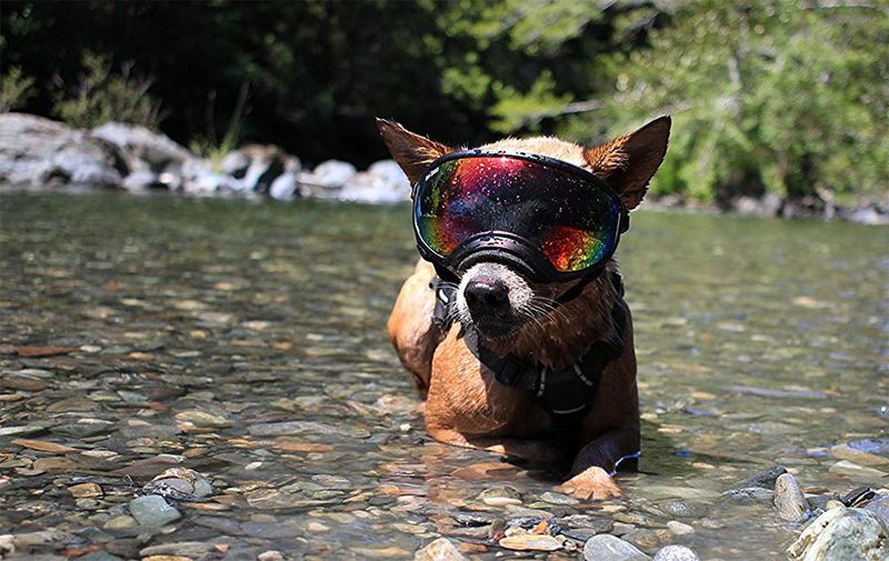 Protective Outdoor Canine Eyewear