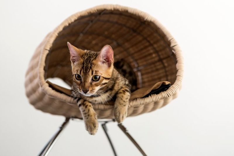 Elevated Interior Feline Furnishings