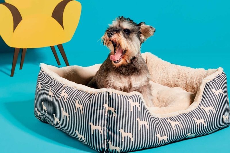 Stylish Low-Cost Pet Products