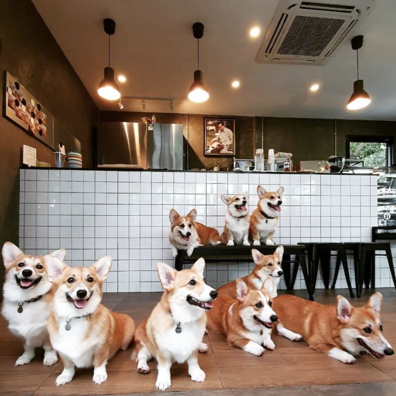 Dedicated Corgi Cafes