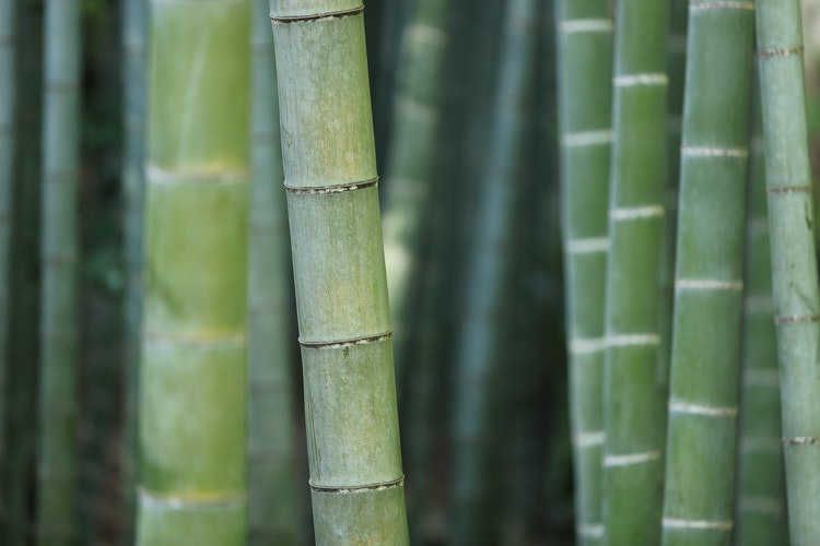 Living Bamboo Liquor Casks