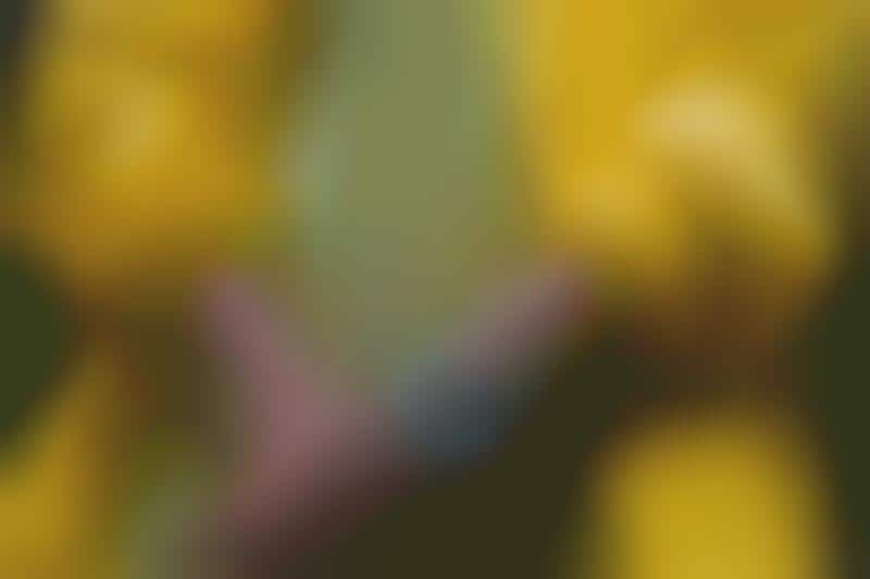 transparent skeleton watches