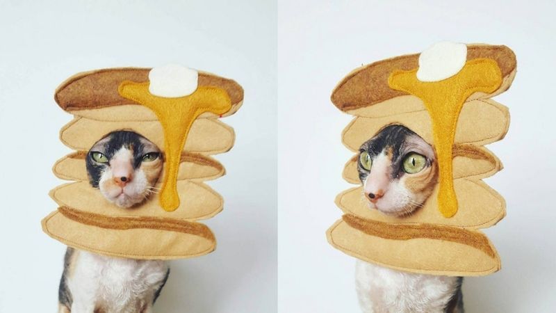 Novel Pancake-Themed Pet Costumes
