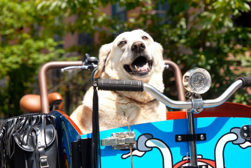 Electric Cargo Dog Bikes