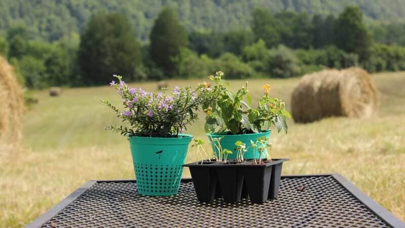 Biodegradable Flower Pots Main Gallery Image