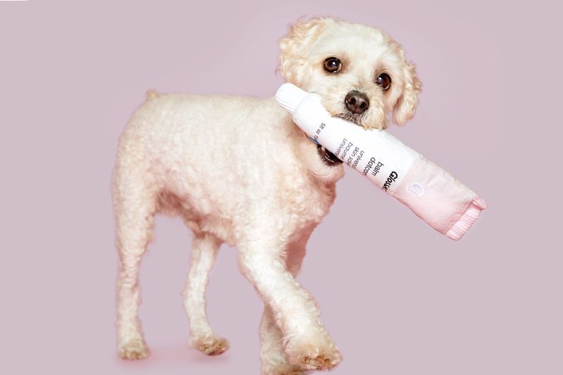 Makeup-Themed Dog Toy Collaborations