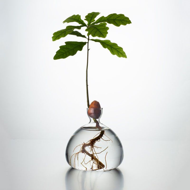 Sculptural Tree-Growing Vases