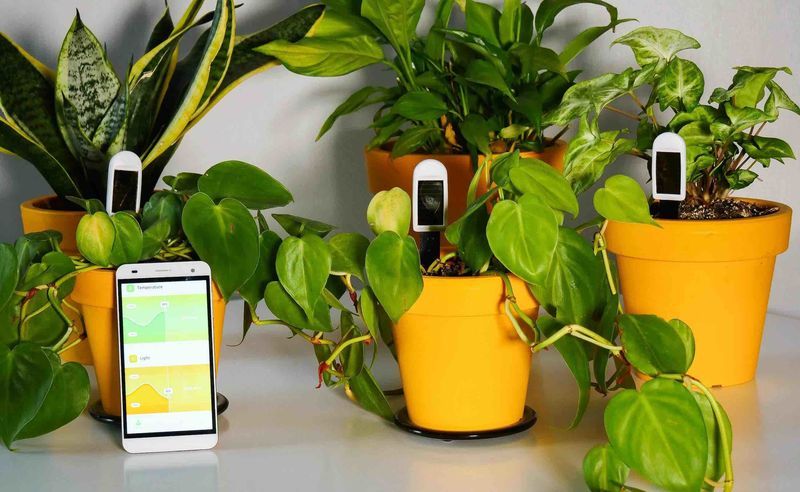 Health-Tracking Plant Sensors