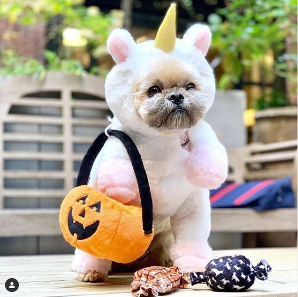 Adorable Dog Costumes