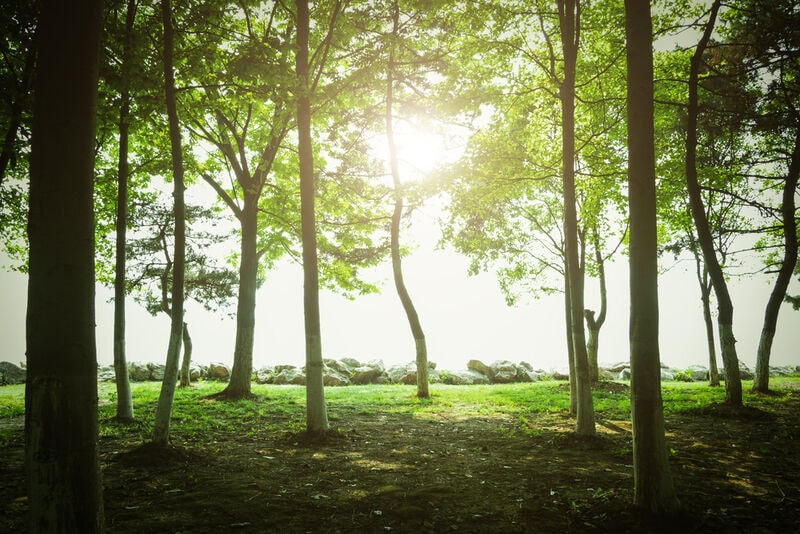 Toronto-Based Tree Planting Strategies Main Gallery Image