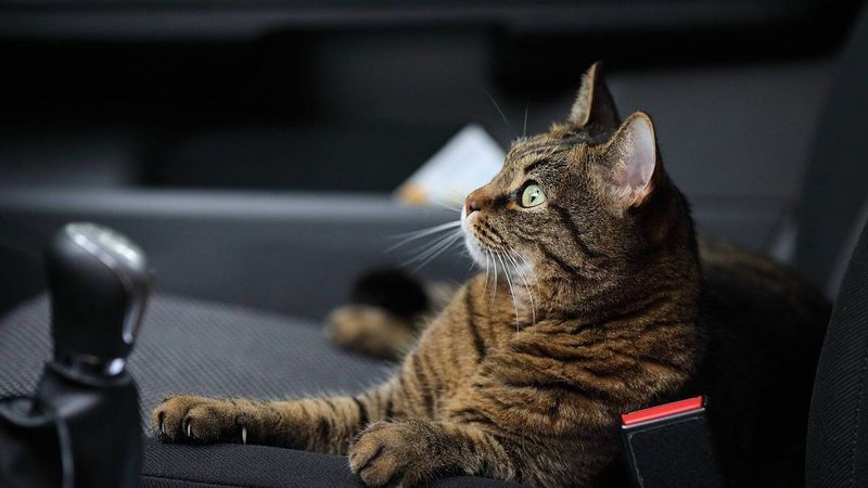 Pet-Friendly Rideshare Features