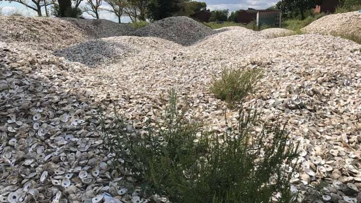 Oyster Reef-Restoring Initiatives