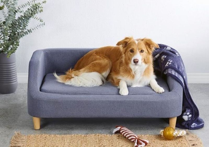 Limited-Edition Pet Furniture