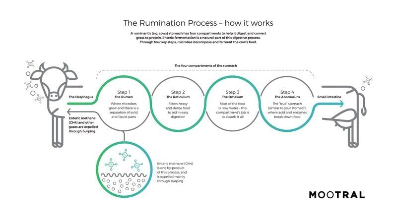 Sustainability-Focused Cow Supplements Main Gallery Image