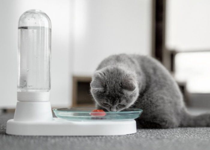 Nonelectric Feline Water Fountains
