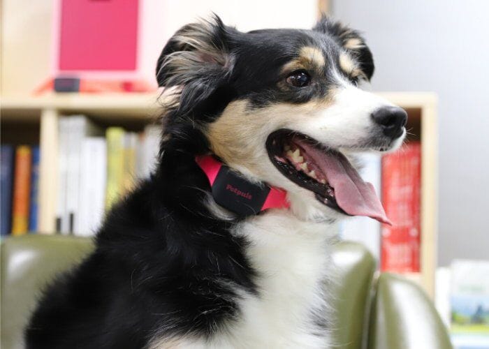 AI-Powered Dog Collars