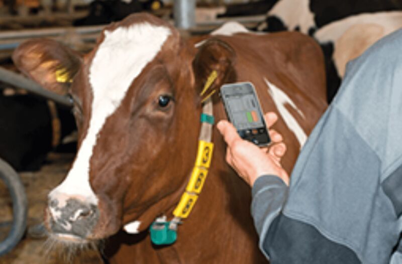 Behavior-Tracking Cow Collars