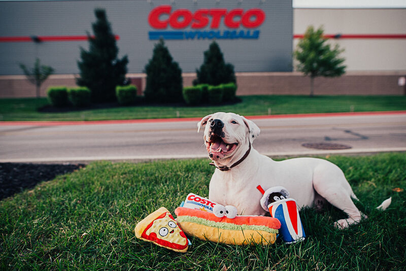 costco dog chew toys