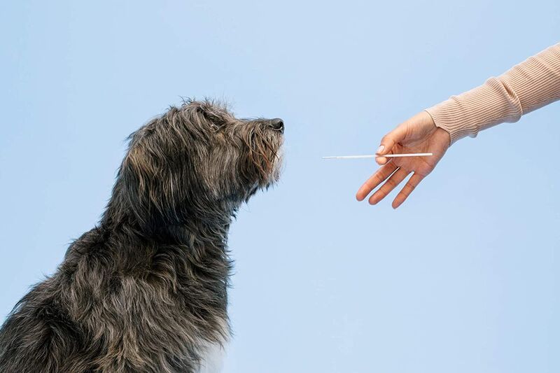 Comprehensive Dog DNA Tests