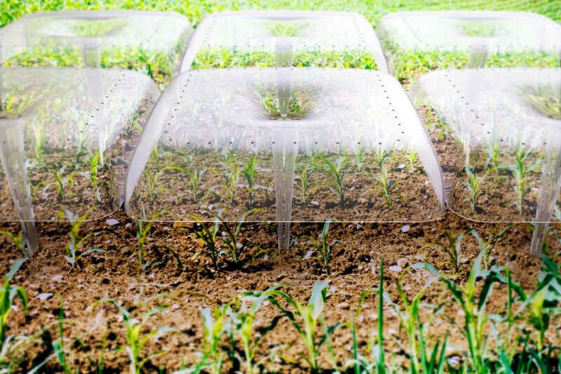 Rainwater-Harvesting Seedling Covers