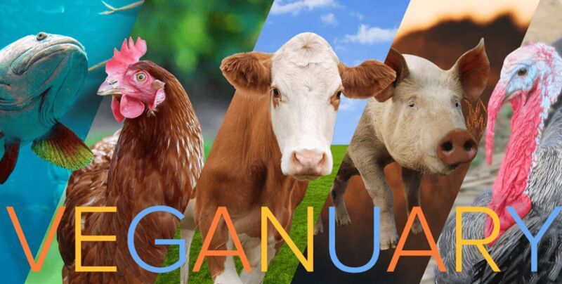 Veganuary Cheat Sheet Campaigns