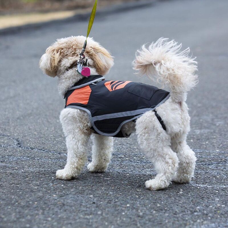 Cold-Clearing Canine Vests