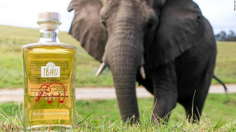 Elephant Feces-Infused Gins