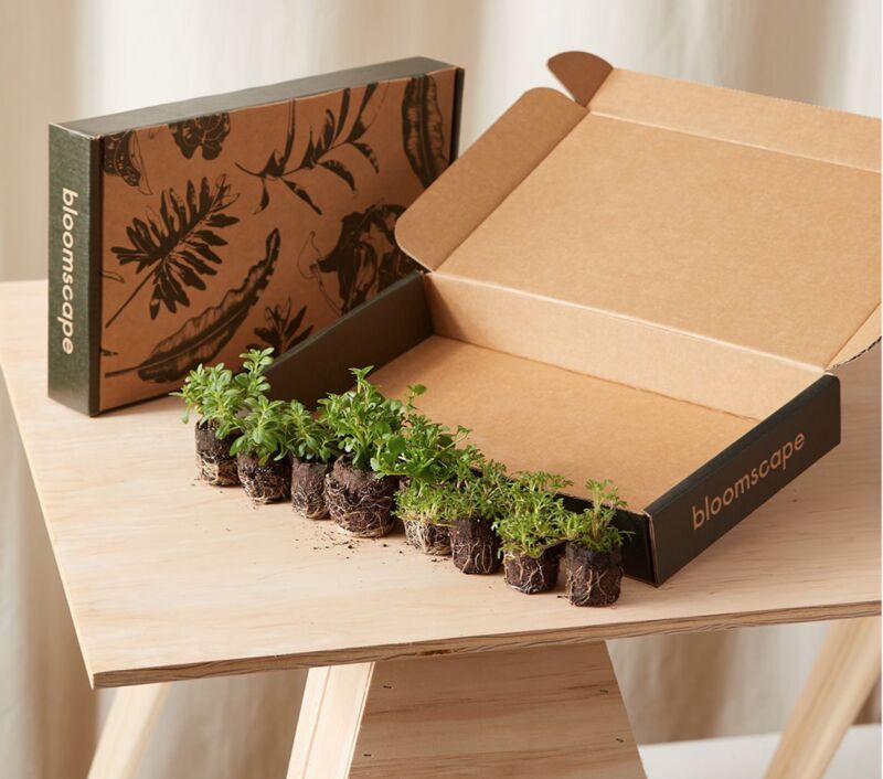 Curated Plant Kits