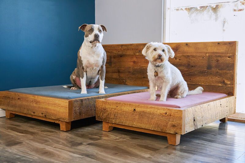 Sustainable Pet Beds