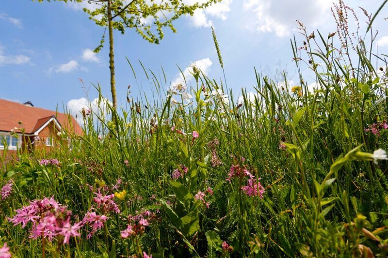 Community Wildflower Planting Kits