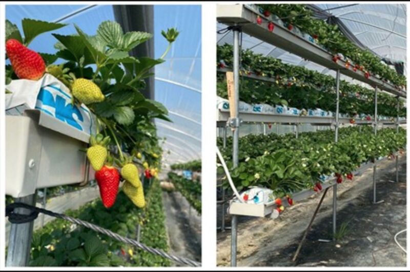 Sun-Chasing Soilless Strawberry Crops