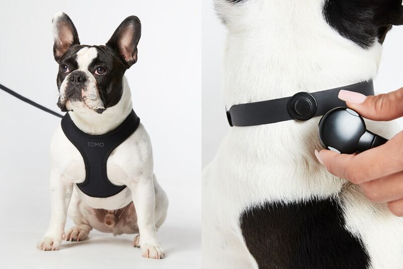 Minimalist Dog Gear Designs