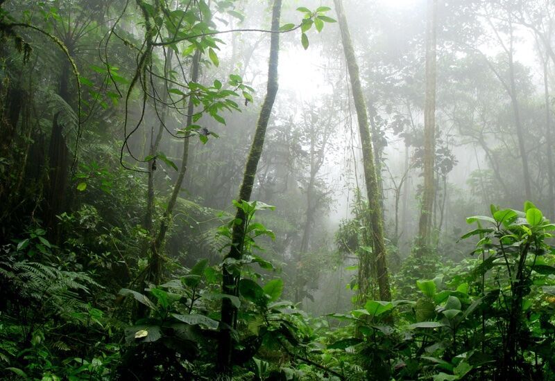 Sustainable Amazon Rainforest Projects