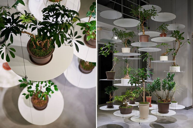 Suspended Display Plant Shops