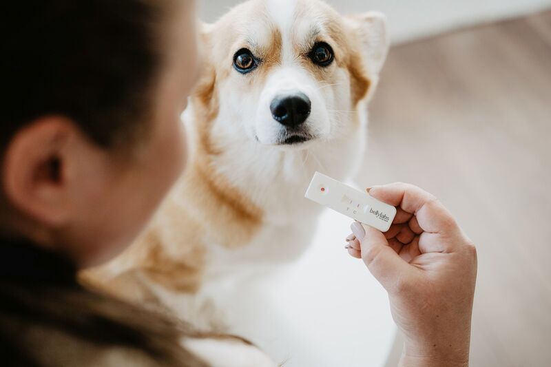 Dog Pregnancy Tests