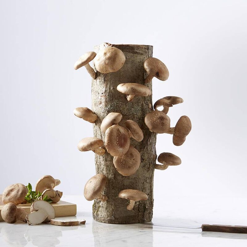 Mushroom-Growing Logs