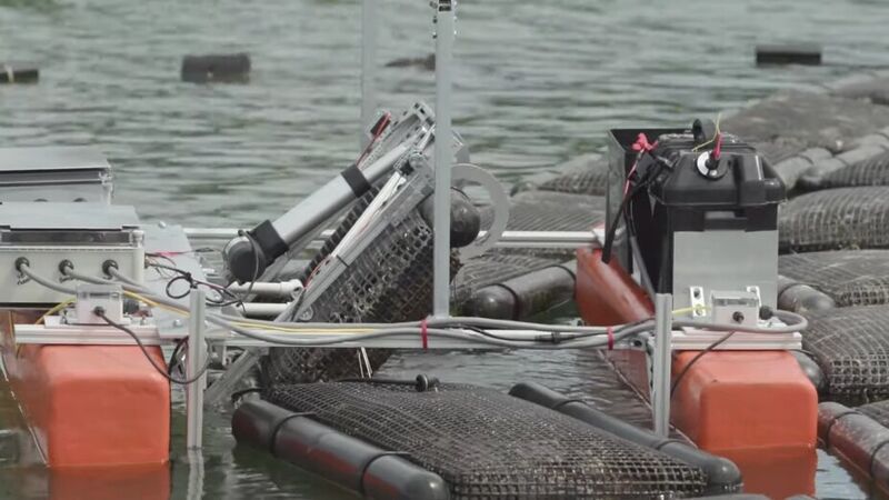 Oyster-Harvesting Water Robots