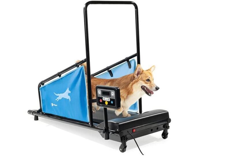 Indoor Exercise Pet Treadmills