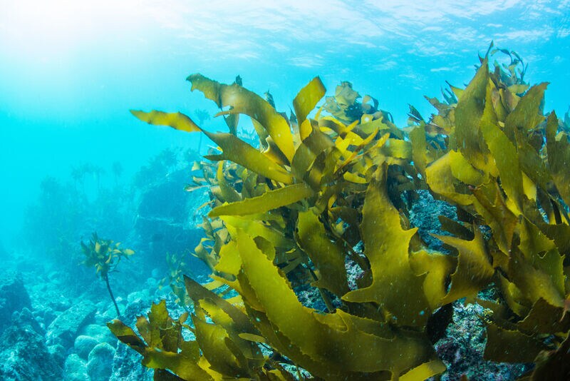 Seaweed-Based Food Packages