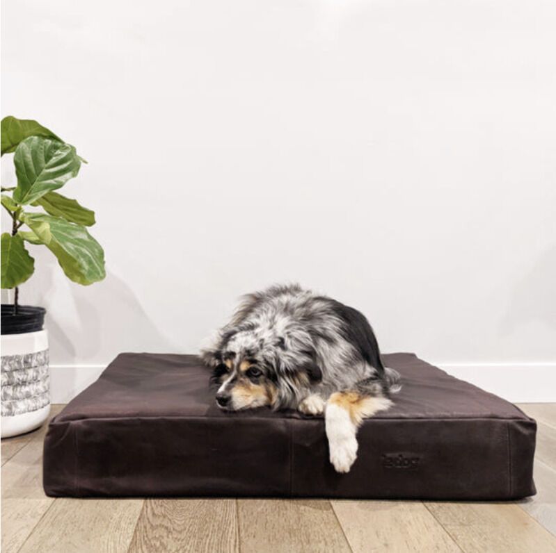 Ultra-Stylish Dog Bed Collections