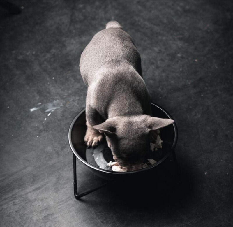 matching dog bowls