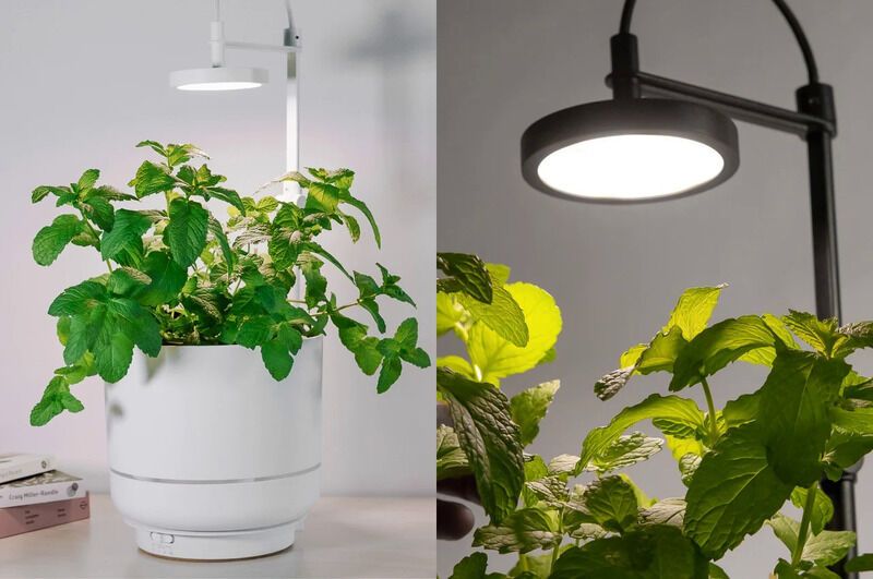 Posh Plant-Supporting Lamps